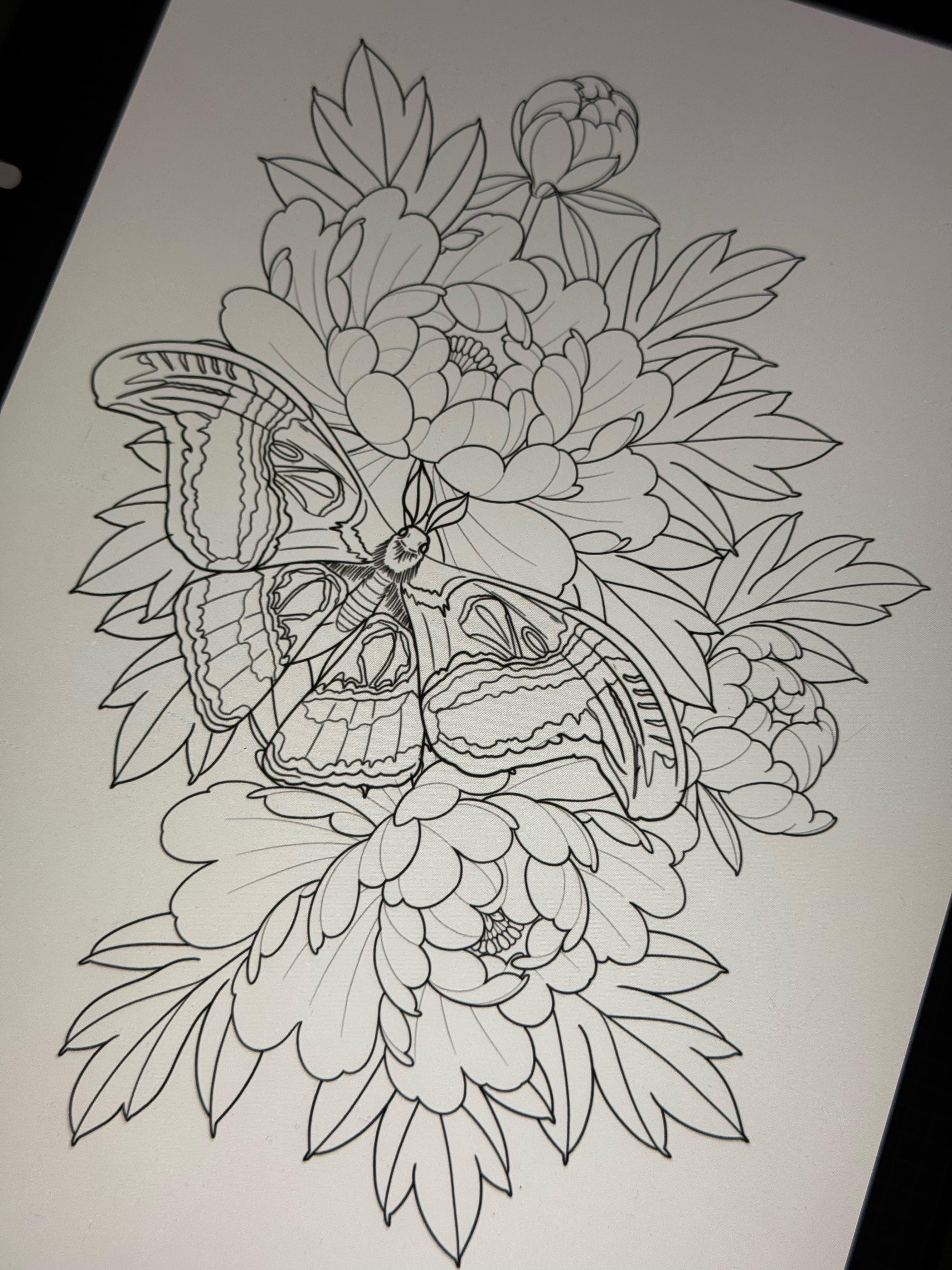 Atlas Moth